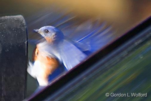 Mirror Attack_24980.jpg - Male Eastern Bluebird (Sialia sialis) protecting its territory from what it thinks is an interloper in my truck mirror. Photographed in Shannon, Mississippi, USA.